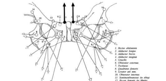 Groin pain, treatment and terminology