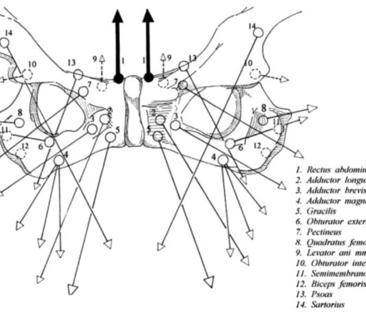 Groin pain, treatment and terminology – by Sam Blanchard Groin pain, treatment and terminology